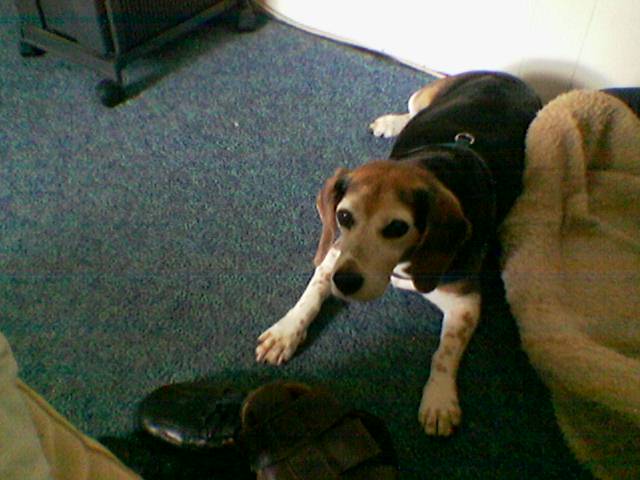 Hungry Bailey